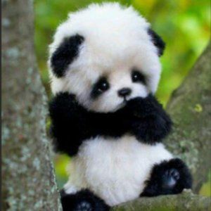 Meet your Posher, Wang